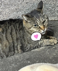 みたよ／シフト