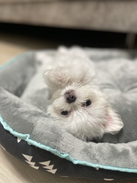 わんちゃんからのおねがい🐶