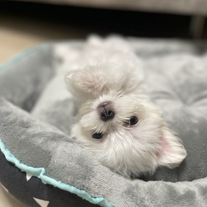 わんちゃんからのおねがい🐶