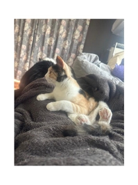 17:00~にゃ🐱‼️