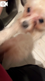 激しい_:(´ω`」 ∠):_お出迎え🥰