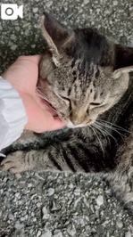 みたよ／シフト