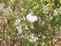 おはよう〜〜🌸