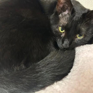 つつつつ追加！