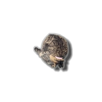 怪しいけど、仕組み知りたい…