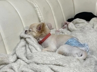 🐶💕