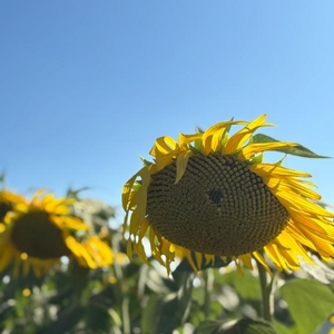 🌻☀️