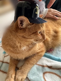 🐱