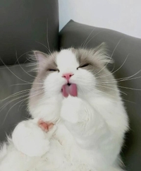 (*^^*)