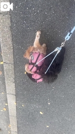 お散歩ついでに🎶