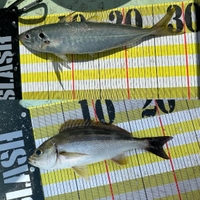 マルアジ？とイサギ