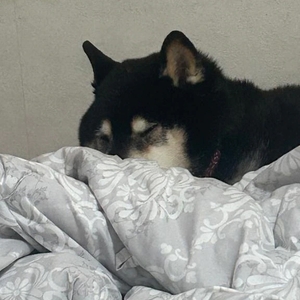 本日15時半〜22時まで出勤します🎀