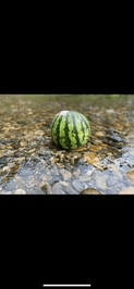 夏の遊び🏊🍉