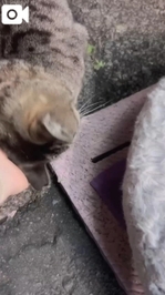 可愛すぎる　とらちゃん