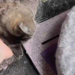 可愛すぎる　とらちゃん