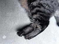 今日のトラちゃん🐱