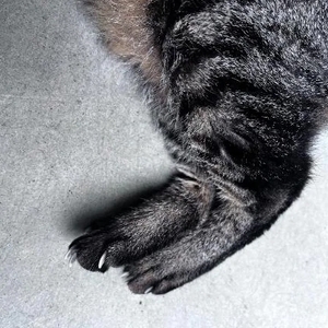 今日のトラちゃん🐱