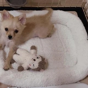 扁桃腺が腫れました🥺