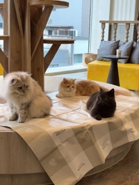 💋猫に癒されてました🐈💕