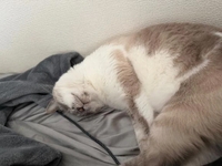 本日キャンセルでました
