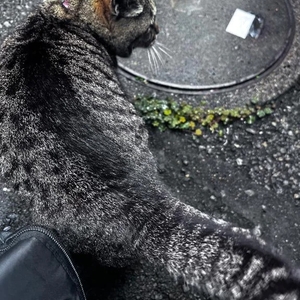 今日もありがとうございます