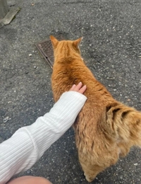 キャンセル枠