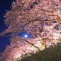 もも