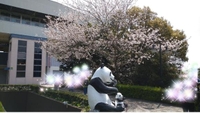花を愛でる……(?????????)