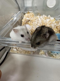 ハムハム🐹