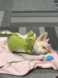 たーいきーーーん