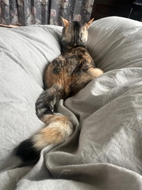 🐱