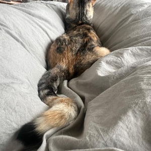 🐱