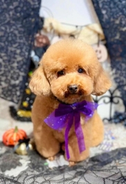 明日空き枠💡⠜