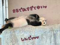 まるで私みたいではないか???