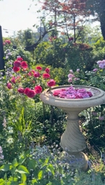 ８月６日