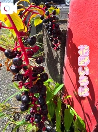 🧡ぶどう🍇