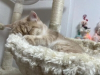 明日から❣️