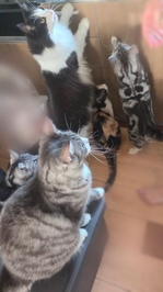 ごはんどき🐱