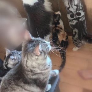 ごはんどき🐱