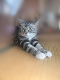 まねっこねこ🐱💕