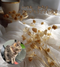 みたよ／シフト