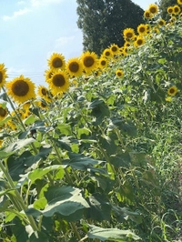 ࣪𓏲ּ ᥫ᭡ ₊ ⊹ ˑ ִֶ 𓂃