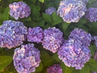 明後日7/12も空き枠わずか🩷