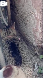 みたよ／シフト