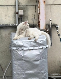 🐾