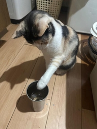 我が子自慢🐱
