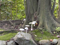 毒キノコ(🍄•᎑•🍄)