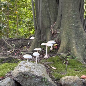 毒キノコ(🍄•᎑•🍄)