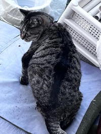 今日のトラちゃん🐱