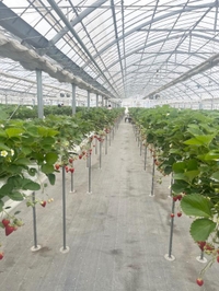 いちご狩りデート‎🤍